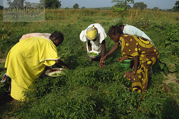 Kommissionierung Paprika  Gambia  Westafrika  Afrika