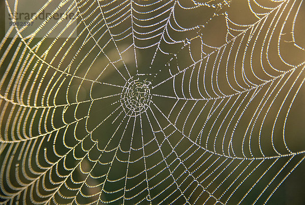 Frühe Morgentau auf der Spinne Netz  Derbyshire  England  Vereinigtes Königreich  Europa