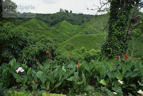 Üppige Blumen am Sungai Palas Teeplantage  Cameron Highlands  Malaysia Perak Provinz  Südostasien  Asien