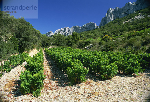 Cotes de Rhone Weinberge  Dentelles de Montmirail  Vaucluse  Provence  Frankreich  Europa
