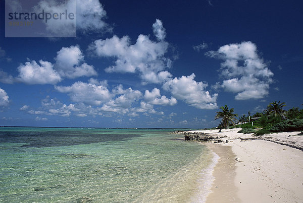 Palmen gesäumten Strand  Cayman Kai  Grand Cayman  Kaimaninseln  Westindien  Mittelamerika