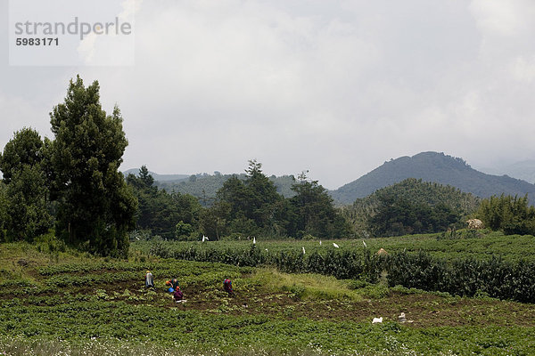 Kartoffelfeld  Virunga Berge jenseits  Kongo  Ruanda  Afrika