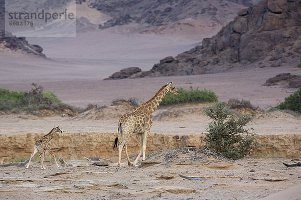 Desert Giraffe (Giraffa Camelopardalis Capensis) mit jungen  Namibia  Afrika