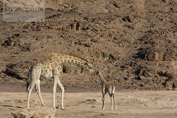 Desert Giraffe (Giraffa Camelopardalis Capensis) mit jungen  Namibia  Afrika