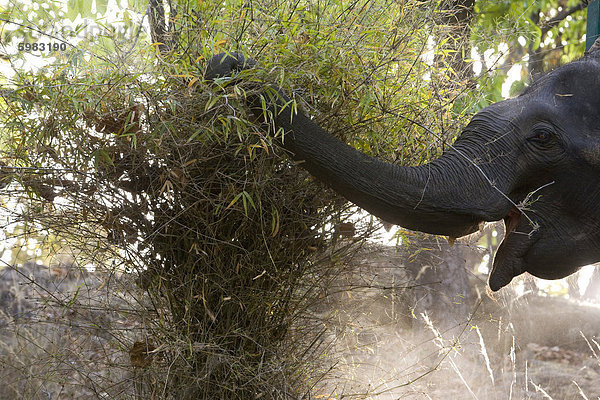 Indischer Elefant (Elephus Maximus) Essen  Bandhavgarh Nationalpark  Madhya Pradesh  Indien  Asien