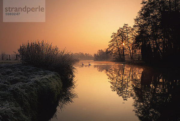 Schwäne auf dem Fluss Wey bei Sonnenaufgang im Winter  in Surrey  England  Vereinigtes Königreich  Europa