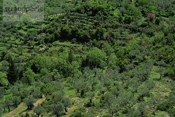 Luftbild von Olivenbäumen und Terrassen auf dem Peloponnes  Griechenland  Europa
