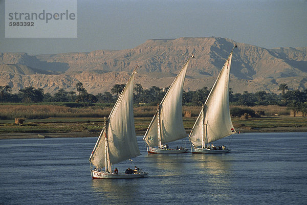 Drei Feluccas Segeln auf dem Fluss Nil  Ägypten  Nordafrika  Afrika