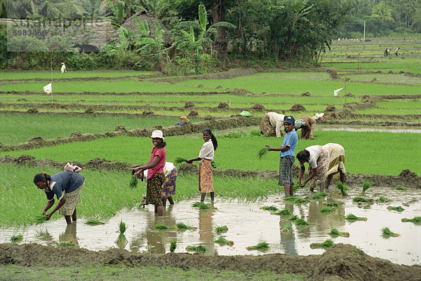 Abstand von Reis  Sri Lanka  Asien