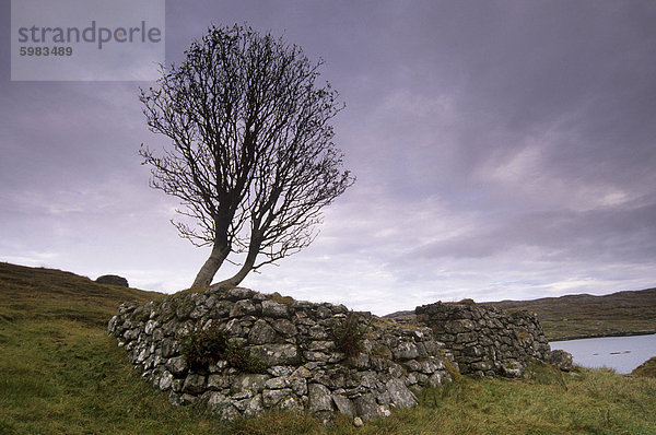 Alte Blackhouse Ruin und Baum  Ost-Küste von South Harris  South Harris  Äußere Hebriden  Schottland  Vereinigtes Königreich  Europa