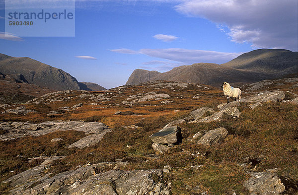 Schafe  Felsen der Wald von Harris  North Harris  Äußere Hebriden  Schottland  Vereinigtes Königreich  Europa