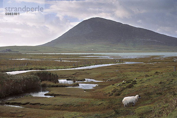 Chaipaval Hill und Schafen  in der Nähe von Northton (Taobh Tuath)  South Harris  Äußere Hebriden  Schottland  Vereinigtes Königreich  Europa