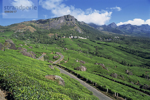 Landschaft der Tee-Gärten oder Plantagen und Bergen  in der Tee-Land hoch in den Westghats  in der Nähe von Munnar  Kerala  Indien  Asien