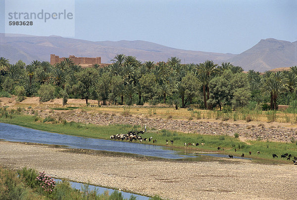 Ein Fluss in das Draa-Tal  die Berge jenseits  Marokko  Nordafrika  Afrika