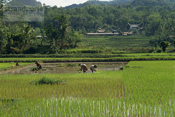 Agrarlandschaft mit Menschen arbeiten in Reisfeldern  Toraja-Gebiet  Insel Sulawesi  Indonesien  Südostasien  Asien