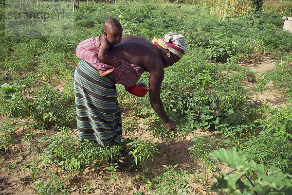 Frau arbeitet in Pfeffer-Feld  Gambia  Westafrika  Afrika