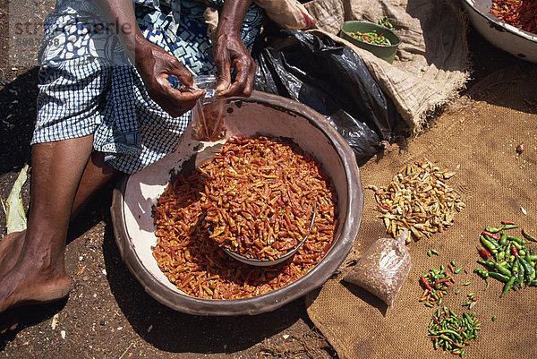 Frau sortieren Chili Paprika (Chilis) in einem Metallbehälter  Ghana  Westafrika  Afrika