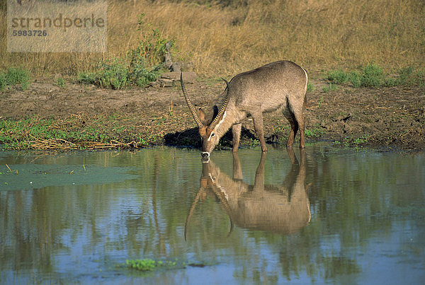 Ein einzelnes Wasserbock (Kobus Ellipsiprymnus) spiegelt sich in Wasser Wasserloch  trinken  Krüger Nationalpark  Südafrika  Afrika