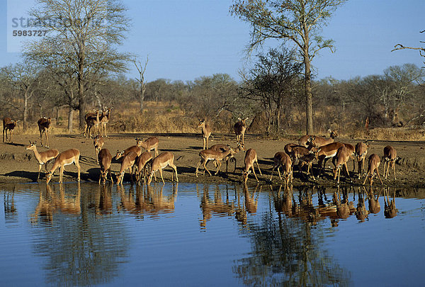 Ruhige Szene einer Gruppe von Impala (Aepyceros Melampus) trinken und spiegelt sich in dem Wasser Wasserloch  Krüger Nationalpark  Südafrika  Afrika