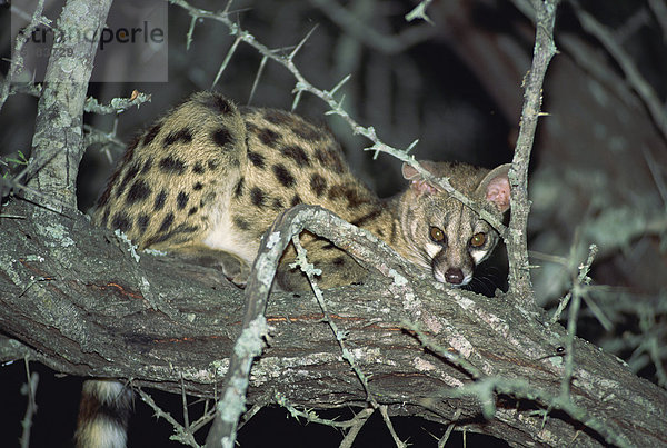 Nahaufnahme einer einzigen kleine Gefleckte Genet (Genetta Genetta) in einen Dorn Baum  Krüger Nationalpark  Südafrika  Afrika