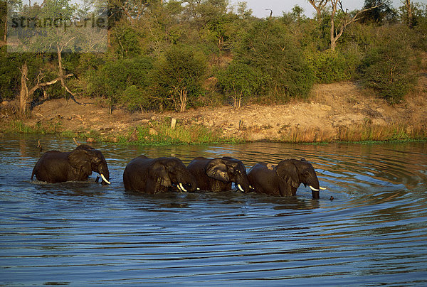 Kleine Gruppe von afrikanischen Elefanten in Wasser  Krüger Nationalpark  Südafrika  Afrika