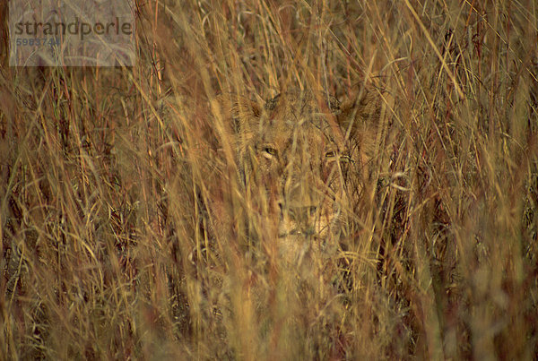 Porträt einer Löwin versteckt und getarnt im hohen Gras  Blick auf die Kamera  Krüger Nationalpark  Südafrika  Afrika