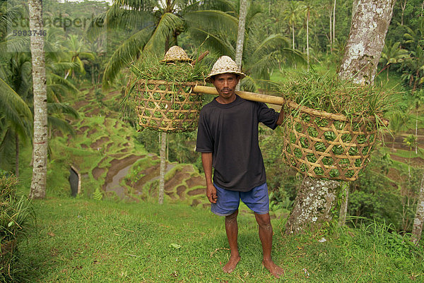 Porträt von einem Reisfeld-Arbeiter tragen Körbe auf Bali  Indonesien  Südostasien  Asien