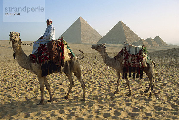 Kamele und Fahrer auf die Pyramiden von Gizeh  UNESCO Weltkulturerbe  Gizeh  Kairo  Ägypten  Nordafrika  Afrika