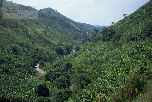 Bananen-Ernte in typischen üppigen Vegetation  Uganda  Ostafrika  Afrika