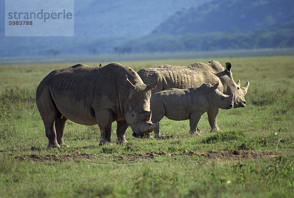 Schwarzes Nashorn Familie  Lake Nakuru Park  Kenia  Ostafrika  Afrika