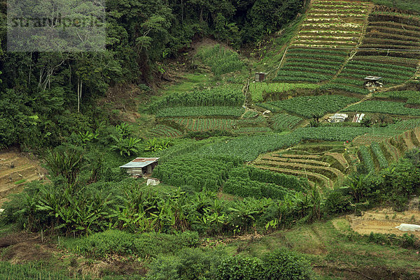 Kleine Felder in den Cameron Highlands in Perak Provinz  Malaysia  Südostasien  Asien