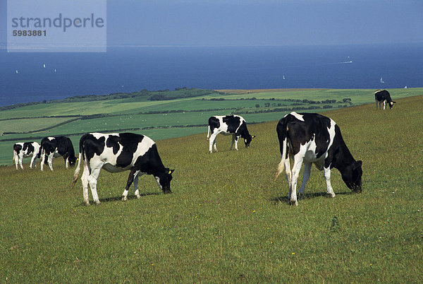 Kühe in einem Feld  Isle of Purbeck  Dorset  England  Vereinigtes Königreich  Europa