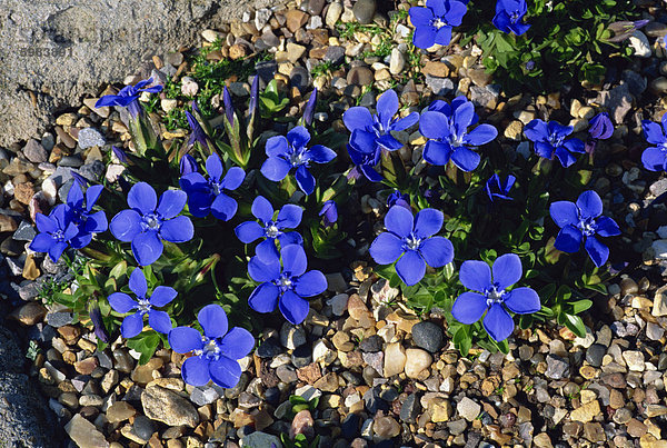 Blau blumen Enzian  Gentiana Verna  in Wisley  Surrey  England  Vereinigtes Königreich  Europa genommen