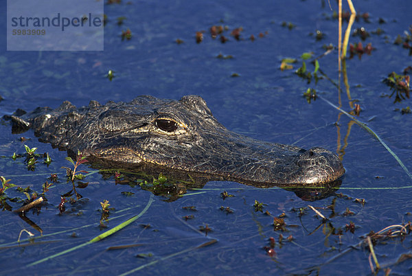 Mississippi-Alligator  Süd-Florida  Vereinigte Staaten von Amerika  Nordamerika