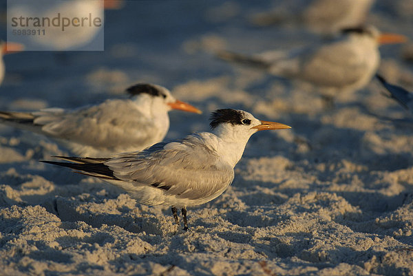 Königliche Seeschwalben  Süd-Florida  Vereinigte Staaten  Nordamerika