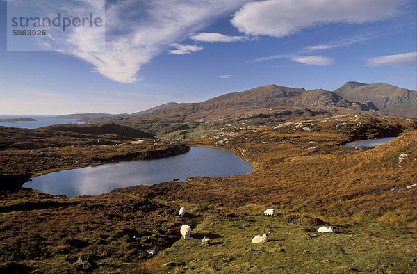 Schafe auf Felsen der Wald von Harris  North Harris  Äußere Hebriden  Schottland  Vereinigtes Königreich  Europa