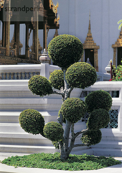 Abgeschnittenen Baum  Königlicher Palast  Bangkok  Thailand  Südostasien  Asien