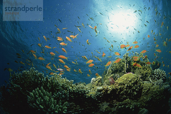 Riff-Szene mit Anthias Fische und Korallen  Rotes Meer  Ägypten  Afrika