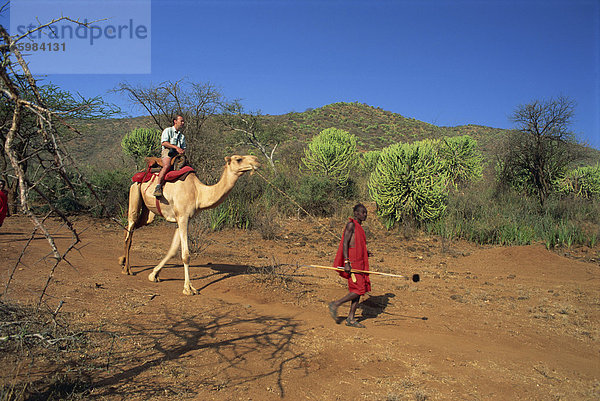 Kamel-Safari  Laikipia  Kenia  Ostafrika  Afrika