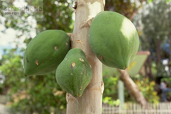 Papaya-Früchte am Baum  Bohol  Philippinen  Südostasien  Asien