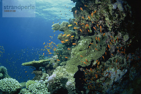 Riff-Szene mit Anthias Fische und Korallen  Rotes Meer  Ägypten  Nordafrika  Afrika