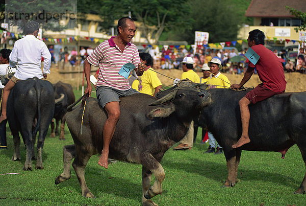 Buffalo Rennen alljährlich auf Kota Belud bei der Tamu oder Sonntag Markt  wo Büffel Verkauf wöchentlich  in Sabah  Malaysia  Borneo  Südostasien  Asien statt