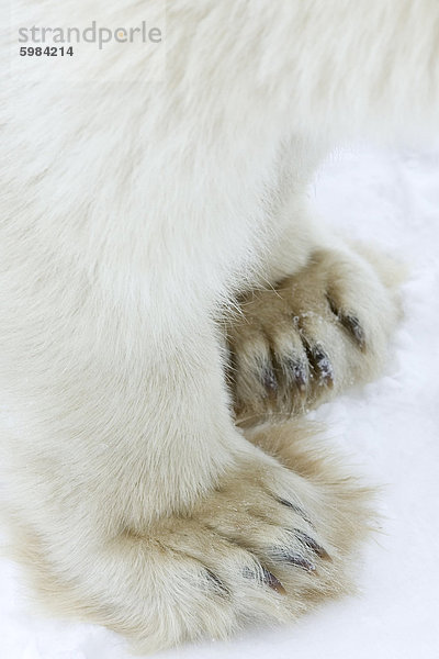 Eisbär (Ursus Maritimus)  Churchill  Hudson Bay  Manitoba  Kanada  Nordamerika