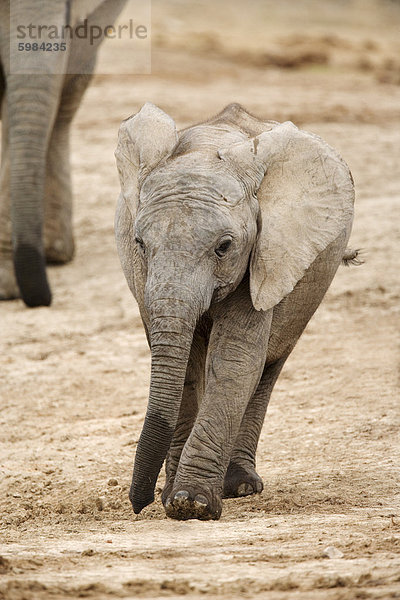 Afrikanischer Elefant (Loxodonta Africana)  Kalb  Addo Elephant National Park  Südafrika  Afrika