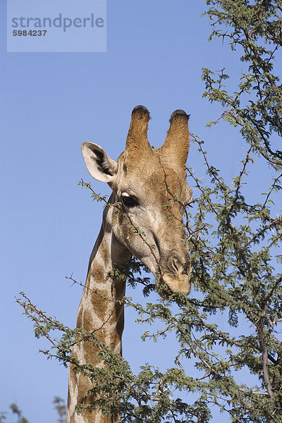 Giraffe (Giraffa Camelopardalis)  Kgalagadi-Transfrontier-Nationalpark  Northern Cape  Südafrika  Afrika