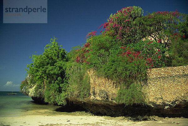 Das Bougainvillea entlang Wand neben Meer  Malindi  Kenia  Ostafrika  Afrika