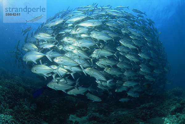 Fisch Pisces Ballspiel Südostasien South Point Park Asien Borneo Malaysia Sabah