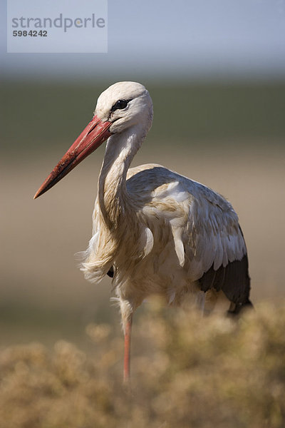 Weißstorch (Ciconia Ciconia)  Addo National Park  Südafrika  Afrika