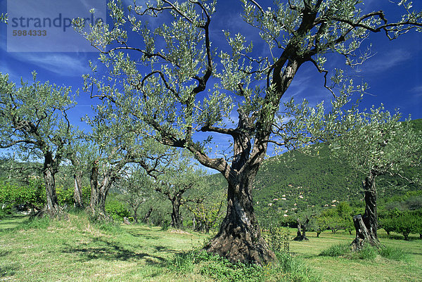 Olivenbäume in einem Hain im Umkreis Nyons in der Drome Region Frankreich  Europa