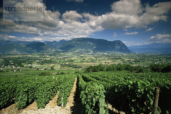 Weinberge in der Nähe von Chambéry  Savoie Rhone Alpes  Frankreich  Europa